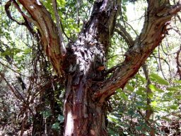 Leucosidea sericea bark colours