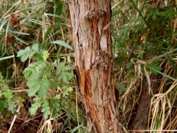 Leucosidea sericea bark