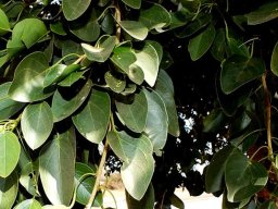 Maerua angolensis subsp. angolensis leaves