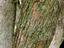 Millettia grandis stems