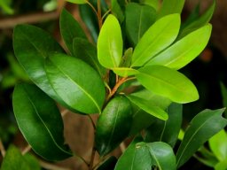 Mimusops zeyheri leaves