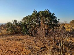 Mimusops zeyheri in the Waterberg