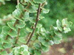Morella cordifolia