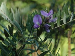 Mundulea sericea subsp. sericea