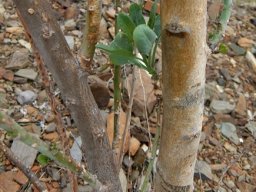 Nicotiana glauca stems