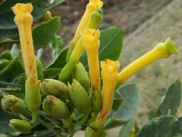 Nicotiana glauca flowers