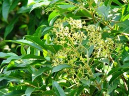 Nuxia floribunda