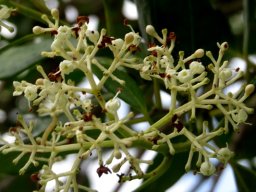 Olea capensis subsp. capensis flowering stages