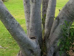 Olea capensis subsp. capensis stems