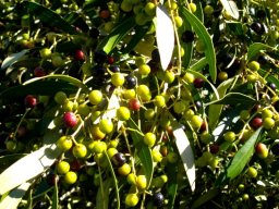 Olea europaea subsp. africana