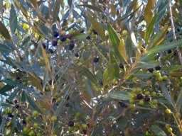 Olea europaea subsp. africana leaves