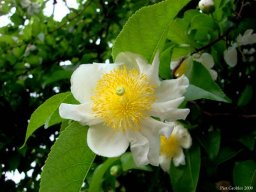 Oncoba spinosa 