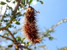 Ormocarpum trichocarpum pod