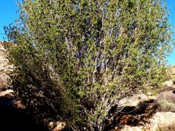 Pappea capensis 