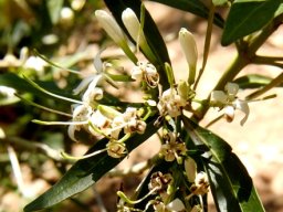 Pavetta lanceolata flowers