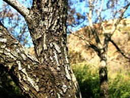 Peltophorum africanum trunk