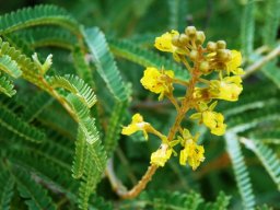 Peltophorum africanum