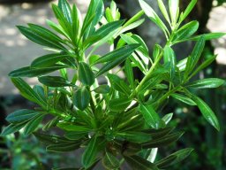Pittosporum viridiflorum