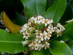 Pittosporum viridiflorum inflorescence