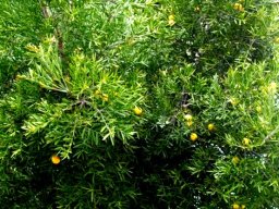 Podocarpus falcatus