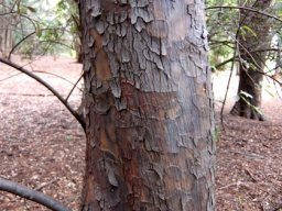Podocarpus falcatus stem