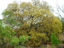 Pseudolachnostylis maprouneifolia