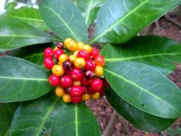 Psychotria capensis subsp. capensis red fruit