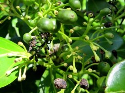 Psydrax obovata subsp. obovata fruit