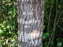Psydrax obovata subsp. obovata stem
