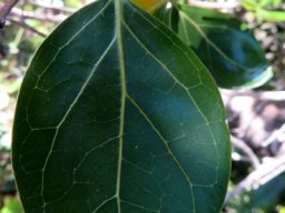 Psydrax obovata subsp. obovata leaf
