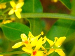 Ptaeroxylon obliquum flowers