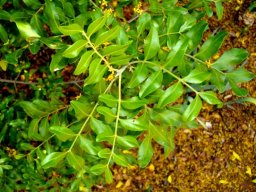 Ptaeroxylon obliquum