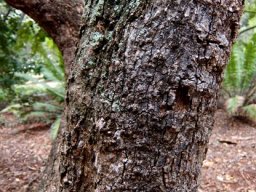 Pterocarpus rotundifolius subsp. rotundifolius trunk