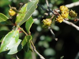 Pterocelastrus echinatus
