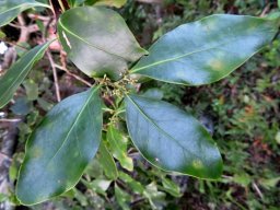 Pterocelastrus tricuspidatus leaves