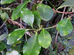 Pterocelastrus tricuspidatus branchlets