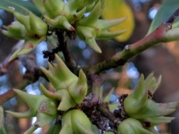 Pterocelastrus tricuspidatus green fruit