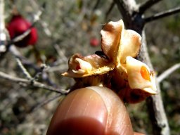 Putterlickia pyracantha inside the capsule