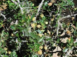 Putterlickia verrucosa  in fruit