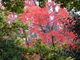 Quercus robur leaves framing an autumn swamp cypress