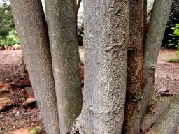 Rapanea melanophloeos multiple stems