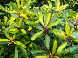 Rapanea melanophloeos