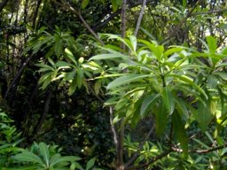 Rauvolfia caffra young tree