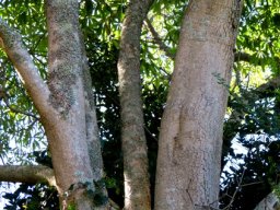 Rauvolfia caffra lower stems