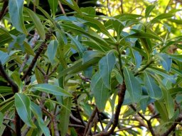 Rauvolfia caffra upper branches