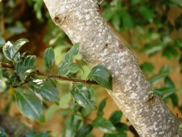 Rhamnus prinoides bark