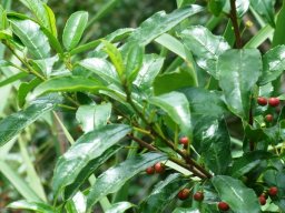 Rhamnus prinoides bearing fruit
