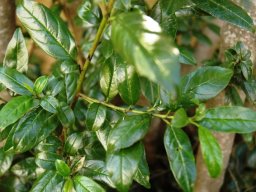 Rhamnus prinoides