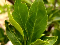 Rothmannia capensis straight leaves