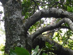 Rothmannia capensis stems